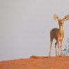 Namibia Kalahari Desert lodge safari Otjiwarongo Blog Picture