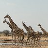 Namibia Kalahari Desert lodge safari Otjiwarongo Travel Sharing