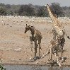 Namibia Kalahari Desert lodge safari Otjiwarongo Travel Photographs