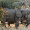 Namibia Kalahari Desert lodge safari Otjiwarongo Photograph