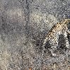 Namibia Kalahari Desert lodge safari Otjiwarongo Information