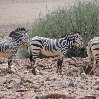 Namibia Kalahari Desert lodge safari Otjiwarongo Travel Adventure