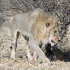 Namibia Kalahari Desert lodge safari Otjiwarongo Vacation