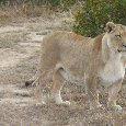 Safari Botlierskop Private Game Reserve Moordkuil South Africa Story Sharing