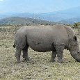 Safari Botlierskop Private Game Reserve Moordkuil South Africa Blog Experience