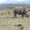 Safari Botlierskop Private Game Reserve Moordkuil South Africa Vacation