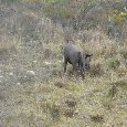 Safari Botlierskop Private Game Reserve Moordkuil South Africa Album