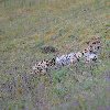 Ngorongoro crater safari Tanzania Diary Experience