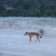 Fraser Island 4wd Tour Australia Photo