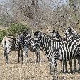 Kruger National Park camping safari Mpumalanga South Africa Diary Information