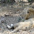 Kruger National Park camping safari Mpumalanga South Africa Holiday Adventure