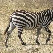 Ngorongoro Crater Lodge safari Tanzania Travel Sharing