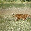 Ngorongoro Tanzania