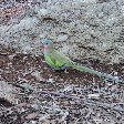 Photo  Alice Springs Australia