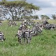 Serengeti NP Tanzania migration safari Seronera Trip Photo