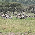 Serengeti NP Tanzania migration safari Seronera Travel Sharing