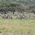   Seronera Tanzania Travel Sharing