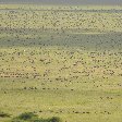 Serengeti NP Tanzania migration safari Seronera Photo