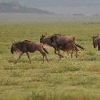 Serengeti NP Tanzania migration safari Seronera Vacation Diary