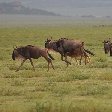   Seronera Tanzania Vacation Diary