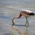 Salar de Uyuni tour in Bolivia Potosi Vacation Experience