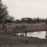 Etosha National Park Namibia Picture Sharing