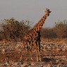 Etosha National Park Namibia 