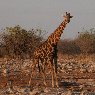 Etosha National Park Namibia