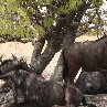 Etosha National Park Namibia 