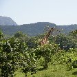 Tanzania safari holiday in Arusha Trip Experience