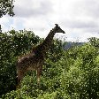Tanzania safari holiday in Arusha Blog