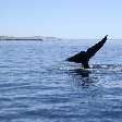 Puerto Madryn Patagonia Wildlife Tours Argentina Travel Blog