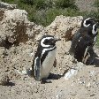 Puerto Madryn Argentina