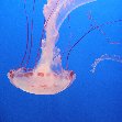 Monterey Bay Aquarium Tickets United States Travel Picture