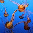 Monterey Bay Aquarium Tickets United States Travel Guide