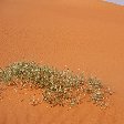 Libyan desert tour in the Sahara Tadrart Album Photos