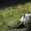 Everglades National Park Boat Tour United States Pictures