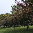 A Few Days Stay in Gyeongju South Korea Gyeongju-si Trip Picture
