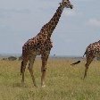 Great Masai Mara Camp Stay Kenya Trip Photos