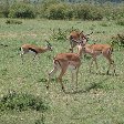 Great Masai Mara Camp Stay Kenya Diary Pictures