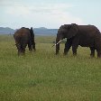   Masai Mara Kenya Pictures