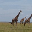 Great Masai Mara Camp Stay Kenya Photos