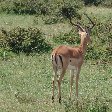 Great Masai Mara Camp Stay Kenya Trip Vacation