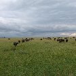 Great Masai Mara Camp Stay Kenya Travel Review