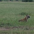 Masai Mara Kenya