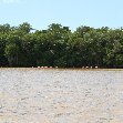 Flamingo Tour in Yucatan Mexico Celestun Picture