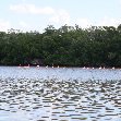 Flamingo Tour in Yucatan Mexico Celestun Blog