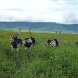   Tarangire National Park Tanzania Vacation Experience