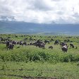 Tanzania Wildlife Safari Tarangire National Park Review Photo