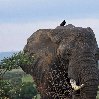 Uganda Safari Murchison Falls NP Lolim Vacation Picture